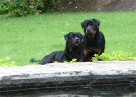 album de familia