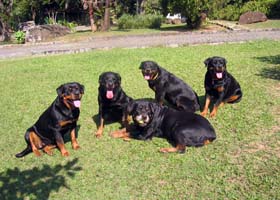 album de familia