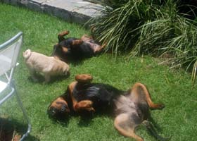 album de familia