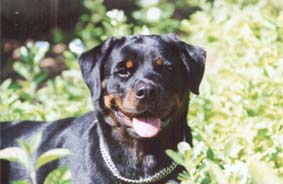 Bonnie