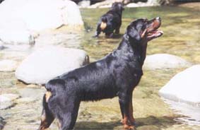 Bonnie