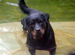 Darla