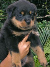 Ninhada N