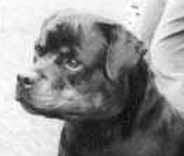 Balou