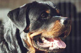 Danka