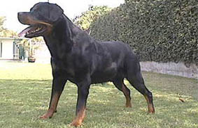 Danka