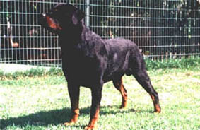 Danka