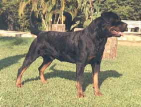 Enrico