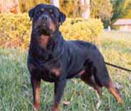 Truta