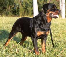 Truta